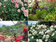 -深圳市中科院仙湖植物园