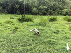 -普洱太阳河森林公园