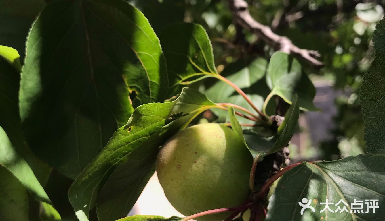 杏 现在树上的杏子就长这样，还没有熟，这棵杏很好吃