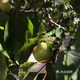 杏 现在树上的杏子就长这样，还没有熟，这棵杏很好吃