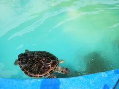 -北戴河圣蓝海洋公园