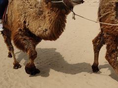 -库伦旗银沙湾旅游景区