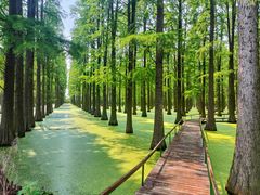 -渌洋湖湿地公园