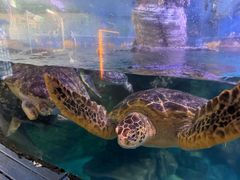 -烟台海昌鲸鲨海洋公园