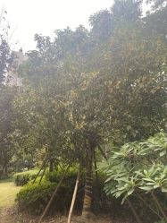 -杭州医学院附属妇儿医院