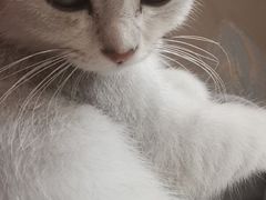 -佳雯宠物医院(四明中路分院)