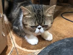 -李小姐の猫咖啡馆(五角场店)