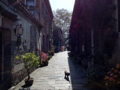 -两棵枇杷树