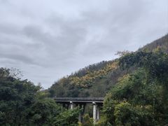 -西双版纳原始森林公园
