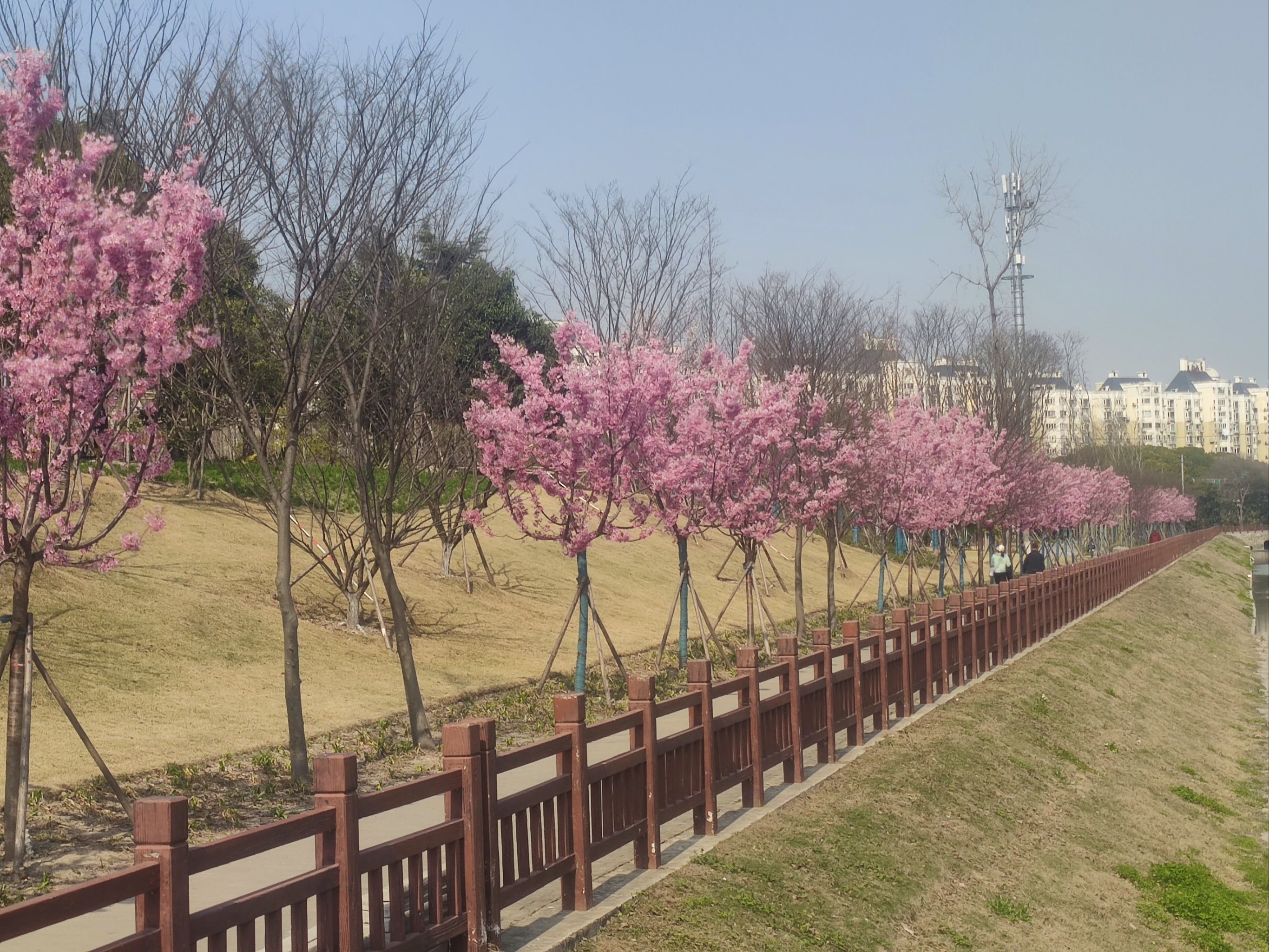 春季赏花好去处图片