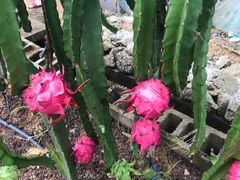 -海堤葡萄园中小学生研学基地