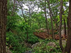 -大岭沟猕猴桃谷风景区