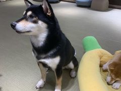 -逗柴咖啡屋·狗咖猫咖宠物桌游