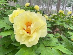 -仁和公园(顺义区)