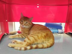 -爱侣宠医·鹦鹉专科·小型哺乳类·异宠专科(灵石路店)