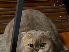 -东方名猫馆·英短金渐层布偶猫舍(环线广场1号楼店)