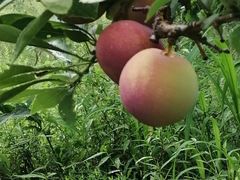 -庆岭迎宾园正宗活鱼馆