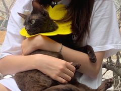 德芙-喵屿·大理花园猫咖