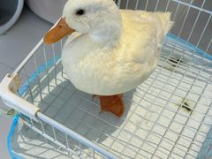 -怪兽屋·羊驼·猫咖·狗咖(俊华广场店)