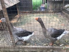 -意大利农场度假村