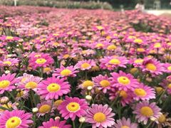 -松山湖梦幻百花洲