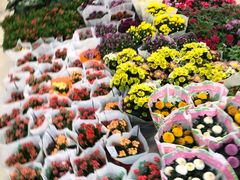 -双季花艺园艺市场(浦东店)