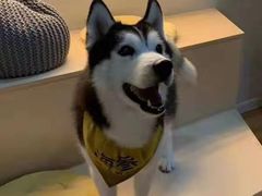 -Husky Go! 哈士奇体验馆·宠物咖啡厅狗咖