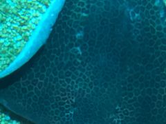 -暹罗海洋世界