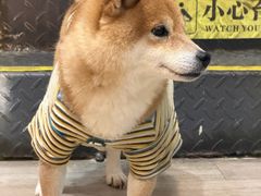 -柴迷FANS CLUB·柴犬狗咖·猫咖