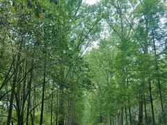 -合肥滨湖国家森林公园