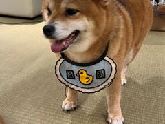 -逗柴咖啡屋·狗咖猫咖宠物桌游