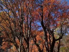 -叠溪松坪沟景区