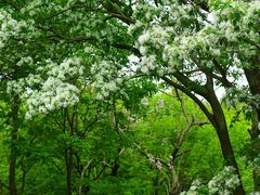 -国家植物园南园