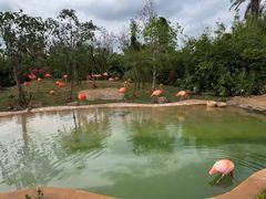 -海南热带野生动植物园