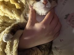 -天使宠物医院·犬猫分诊(彩虹店)