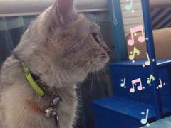 -Sirena海妖日咖夜酒