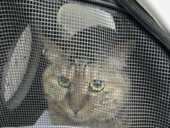-达爱动物医院·犬猫分区·CT·复杂眼科(远洋山水分院)