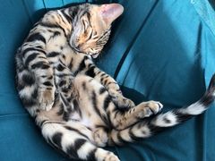 -纳吉亚猫专科动物诊疗中心(蒋宅口分院)