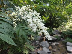 -洛阳白云山景区