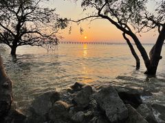 -宝安西湾红树林湿地公园