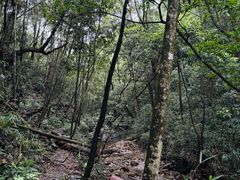 -旗山国家森林公园