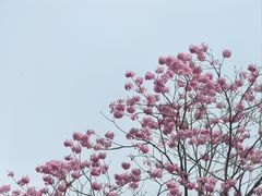 -莲花山公园