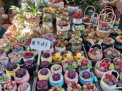 -曲阳花鸟市场(曲阳路店)