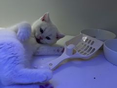-小猫来了·猫舍(红山六九七九店)