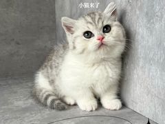 -小猫来了·猫舍(红山六九七九店)