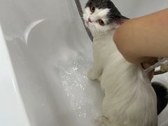 -爱洗澡的猫(望京店)