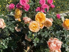 -人民公园(罗湖区)