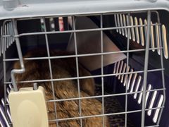 -芭比堂动物医院(广州爱宠下渡路分院)