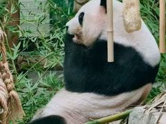 -灵玲国际马戏城