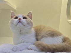 -小猫来了·猫舍(红山六九七九店)